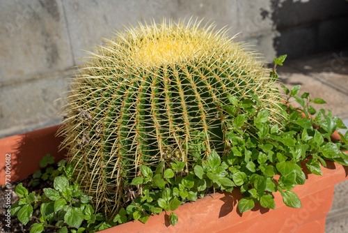 Green barrel cactus in flowerbed