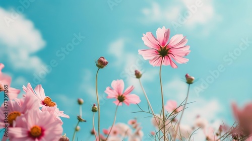 Pink Flowers Field Under Blue Sky © vannet