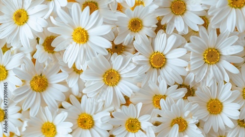 White Daisies Pattern