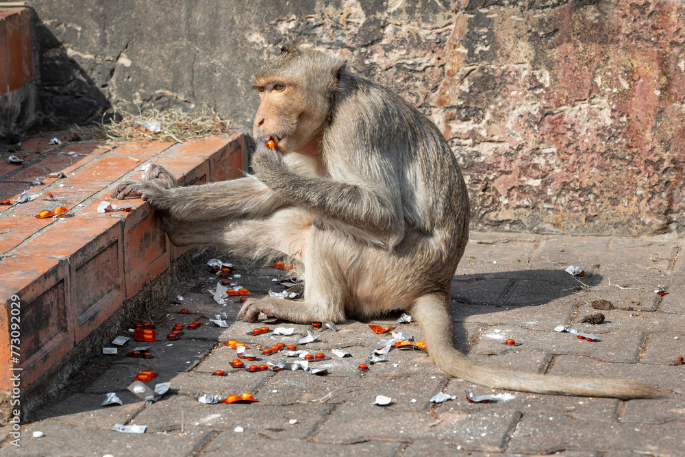 Long-tailed macaque named The crab-eating macaque thieve eating orange pills drug stolen Phra Prang Sam Yod, Lopburi Thailand  - obrazy, fototapety, plakaty 