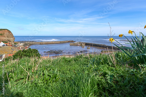 Daffodil flowers on a cliff top overlooking Staithes harbor on the East Yorkshire coast