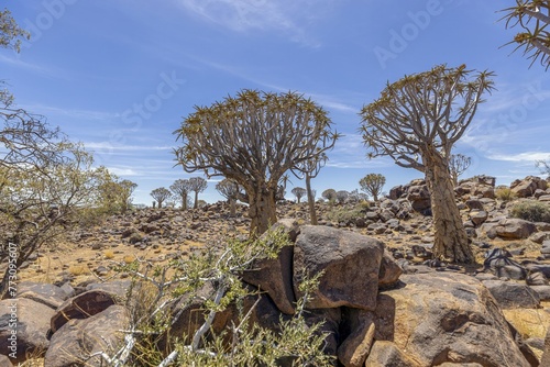 Panoramic picture of a quiver tree in the quiver tree forest near Keetmanshoop in southern Namibia photo