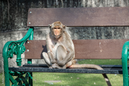 Long-tailed macaque named The crab-eating macaque sitting on the bench Phra Prang Sam Yod, Lopburi Thailand photo