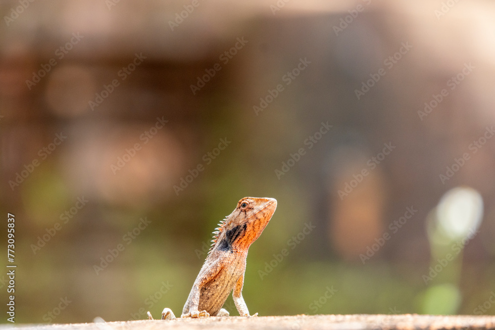 Close up of little lizard in the wild. Close up of little lizard in the wild.