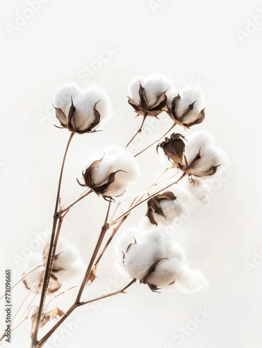 Cotton plant is on a pure white background, fluffy and soft, close-up. Minimalist textiles