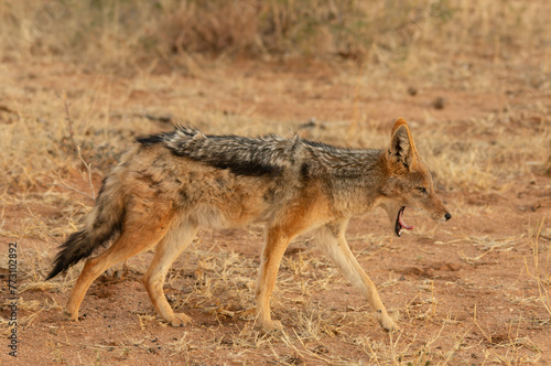 Schabrackenschakal (Canis mesomelas) geht gähnend durch die Savanne, dabei ist sein Maul geöffnet, Man sieht die Zunge