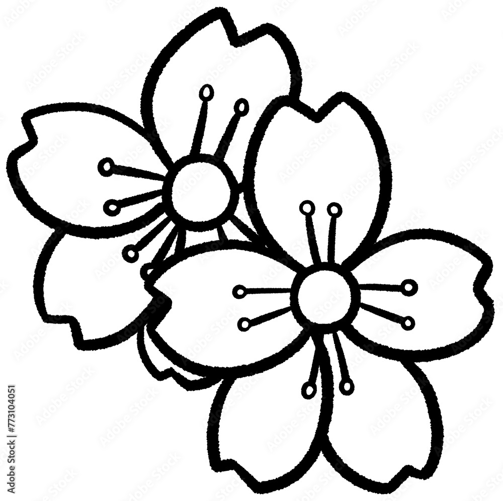 cherry blossoms sakura festival sakura line cherry blossoms sakura festival sakura line