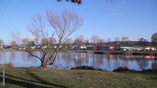 A bare tree on a shore of lake Bubanj with buildings and cars on other side photo