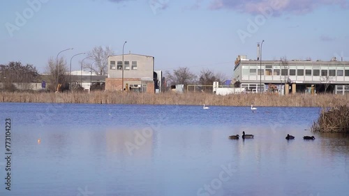 Mallard ducks and mute swans on lake Bubanj with industrial building on shore photo