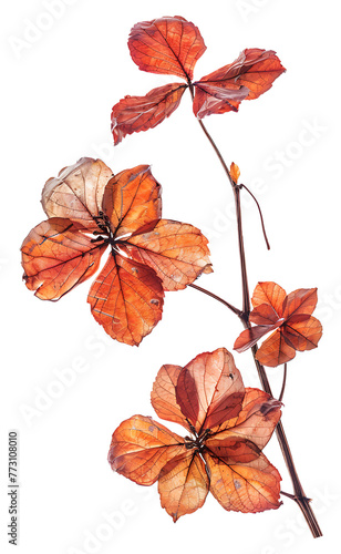 Dried flower petals 