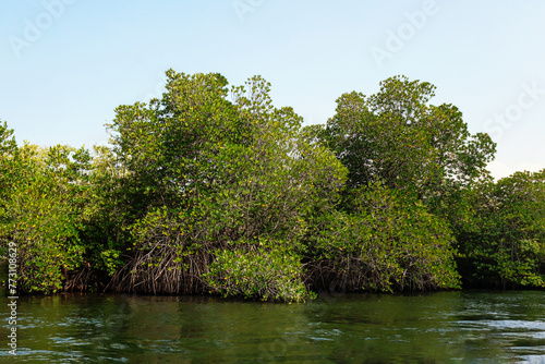 Sri Lanka. Mangroves on the banks of the Madu Ganga river