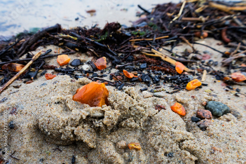 Beautiful pieces of amber among seaweed on a sandy beach
