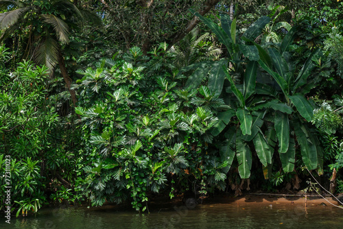 Sri Lanka. Mangroves on the banks of the Madu Ganga river