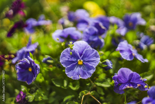 Purple Flowers in a garden