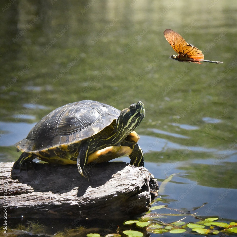 Fototapeta premium Turtle on a rock watching a butterfly. 