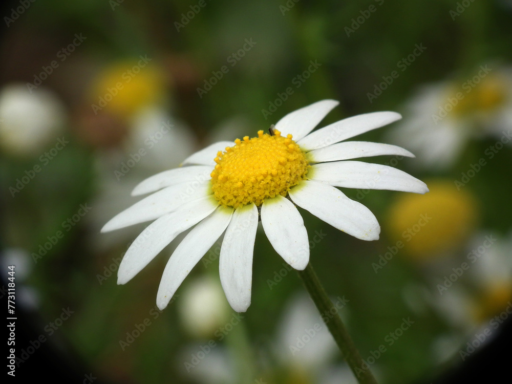 Obraz premium Margherita selvatica