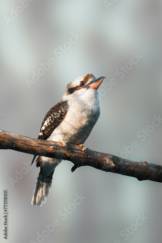 Obraz na płótnie Vogel w salonie