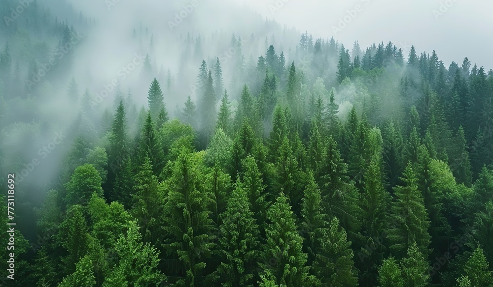 Obraz premium Mysterious forest shrouded in fog. The concept of impenetrability and the silence of nature.