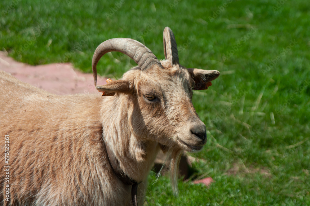 goat on the meadow