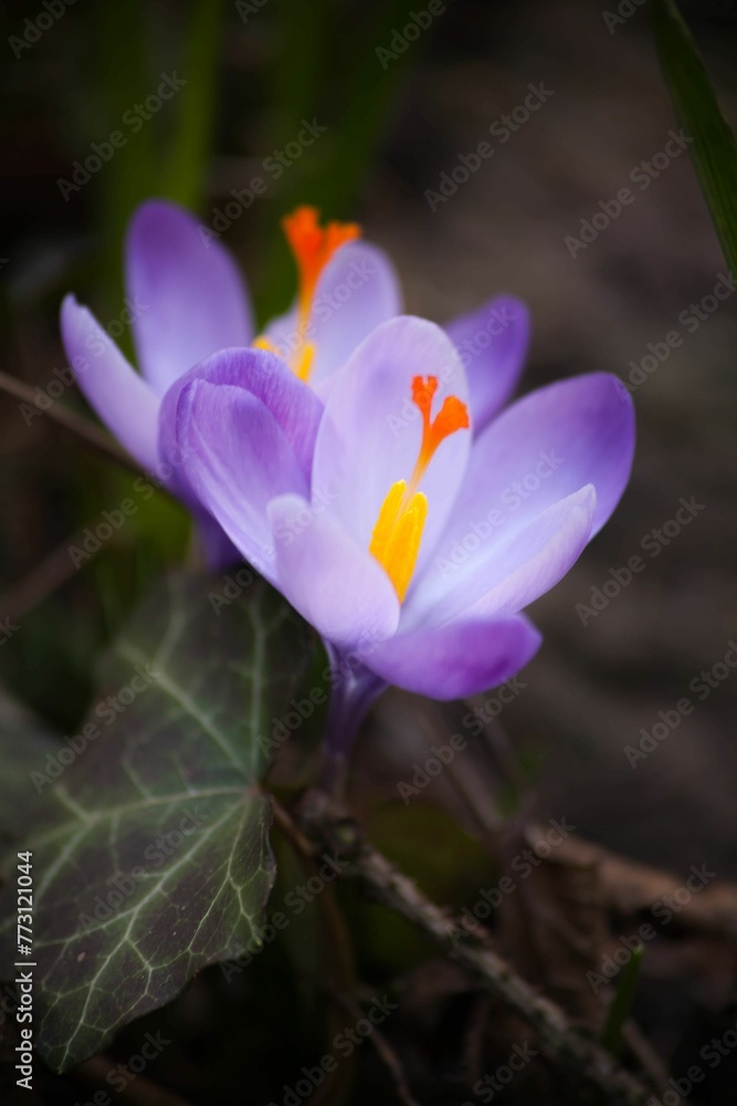 Vertical shot of a purple crocus in a lush green with a blurry background Vertical shot of a purple crocus in a lush green with a blurry background