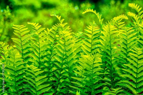 Close-up of green fern plants in a natural forest environment - perfect for natural backgrounds
