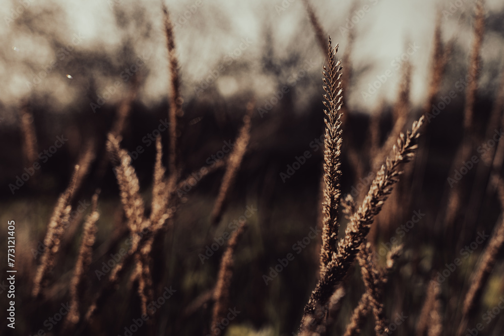 A field of dry grass with a few trees in the background A field of dry grass with a few trees in the background