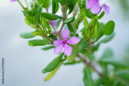 Vibrant shot of a beautiful flower, featuring a single purple bloom on a green stem