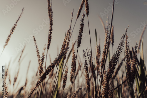 A field of tall  dry grass with a bright sun in the background