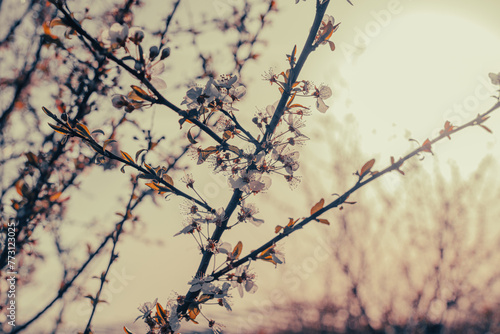 A tree with a few flowers on it and a sun in the background