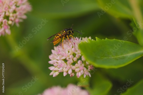 Macro shot of a wasp perched on a vibrant pink flower in full bloom