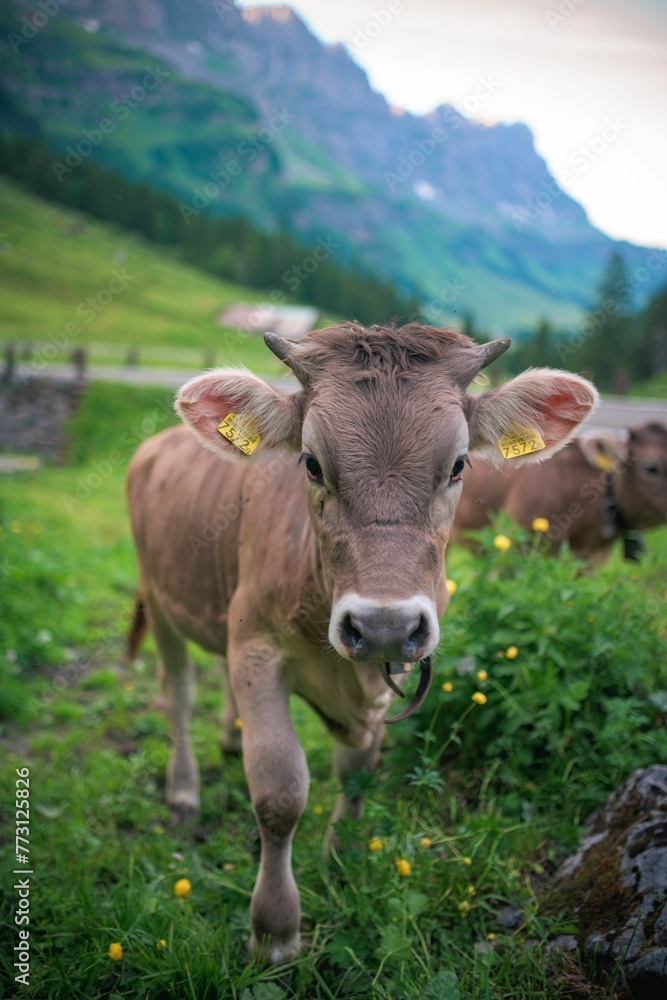 Naklejka premium Brown cow stands in a grassy field against a backdrop of majestic mountains and vibrant wildflower
