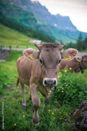 Brown cow stands in a grassy field against a backdrop of majestic mountains and vibrant wildflower © Wirestock