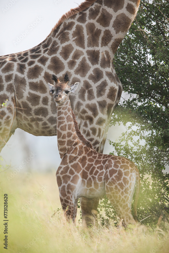 Baby giraffe standing next to its tall mother Baby giraffe standing next to its tall mother