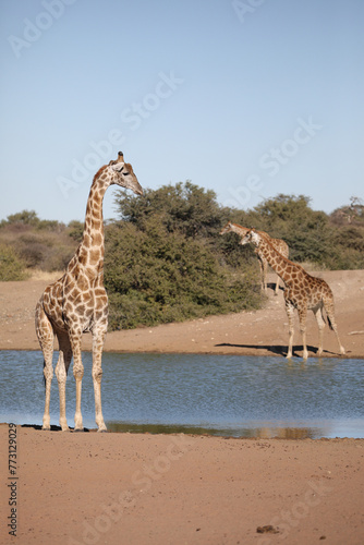 Herd of giraffe at a dam to drink water