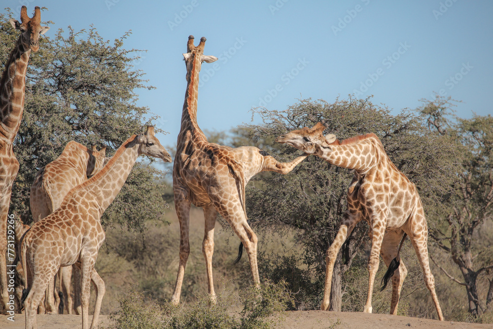 Obraz premium Giraffes fighting with their long necks