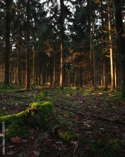 Picturesque forest scene with sunrays peeking through the canopy of moss-covered pine trees photo