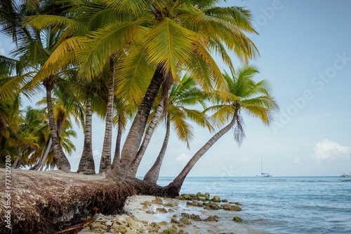 Idyllic scene of tall palm trees standing beside a tranquil turquoise ocean, Saona island photo