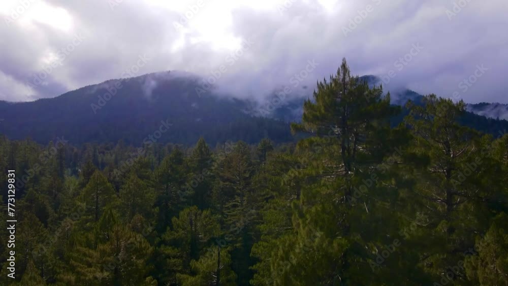 Aerial of the dense green forest with big mountains behind the clouds in the background Aerial of the dense green forest with big mountains behind the clouds in the background