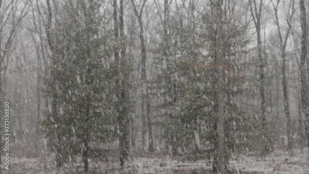 Heavy snowfall in the forest on a cold winter day during the daytime Heavy snowfall in the forest on a cold winter day during the daytime