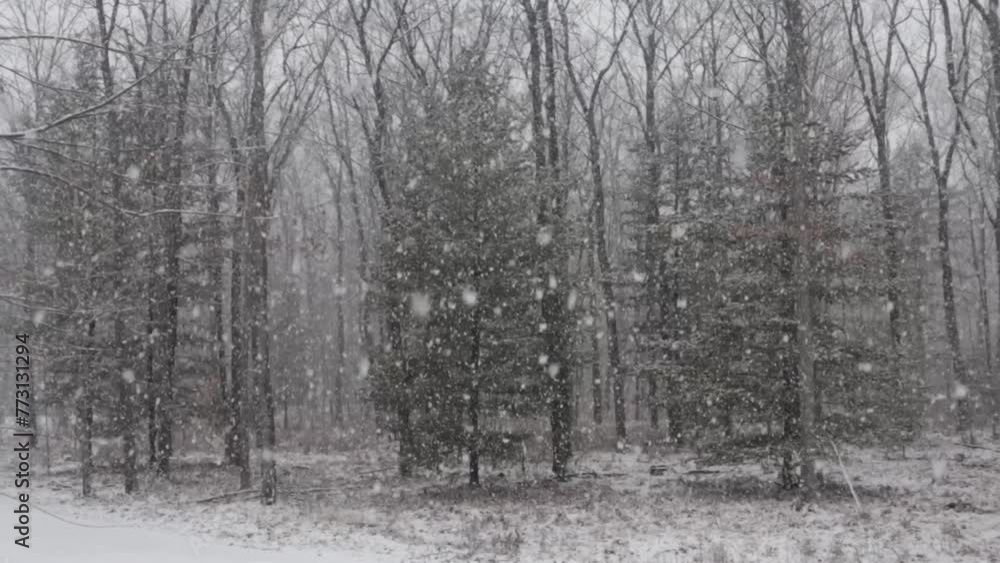Beautiful view of tall pine trees in a forest during snowfall Beautiful view of tall pine trees in a forest during snowfall