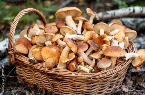Autumn harvest of mixed mushrooms