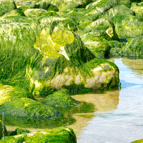 Algues vertes déposées sur les rochers d'une plage du Nord de la France photo