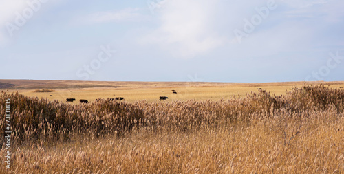 Dry reed field. Autumn. Reeds flower in the sunshine. Golden reed grass  pampas grass. Abstract natural background. Beautiful pattern with neutral colors.