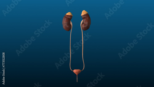 Bilde på lerret Concept animation for urinary tract infection