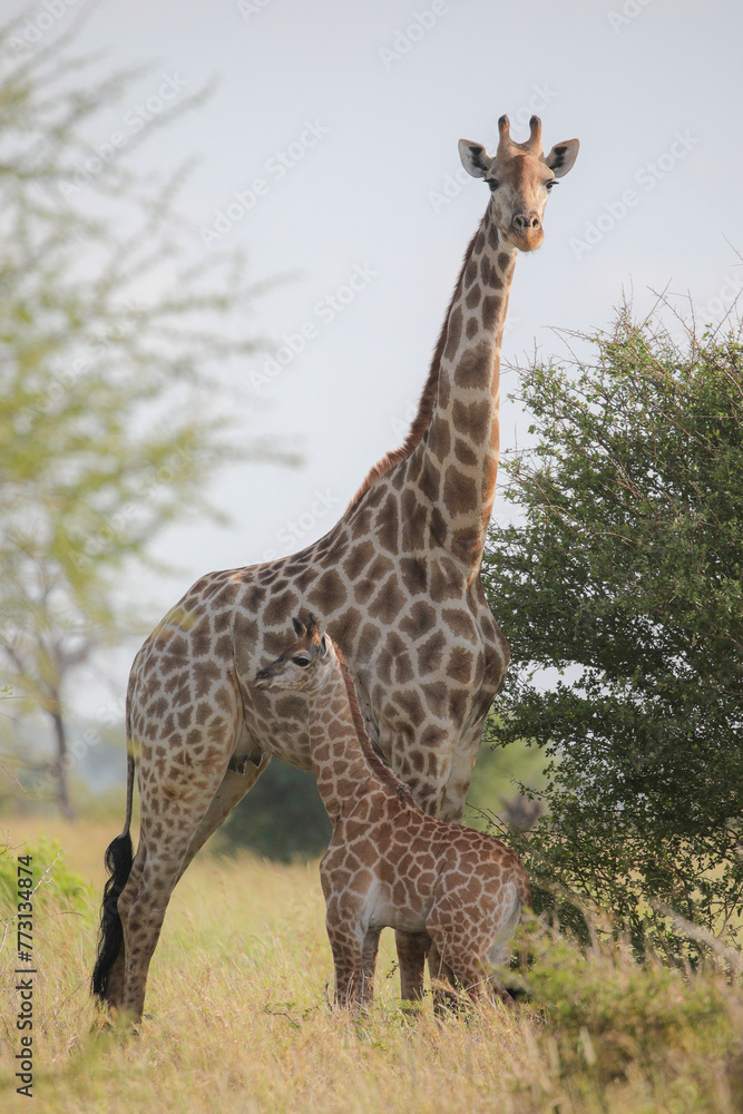 Obraz premium Baby giraffe with its mother