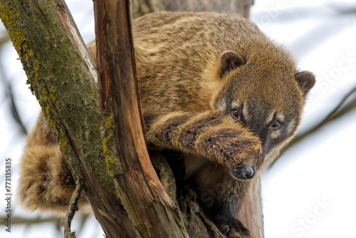 Photography Jeune ourson lémurien coati roux se cache derrière sa queue