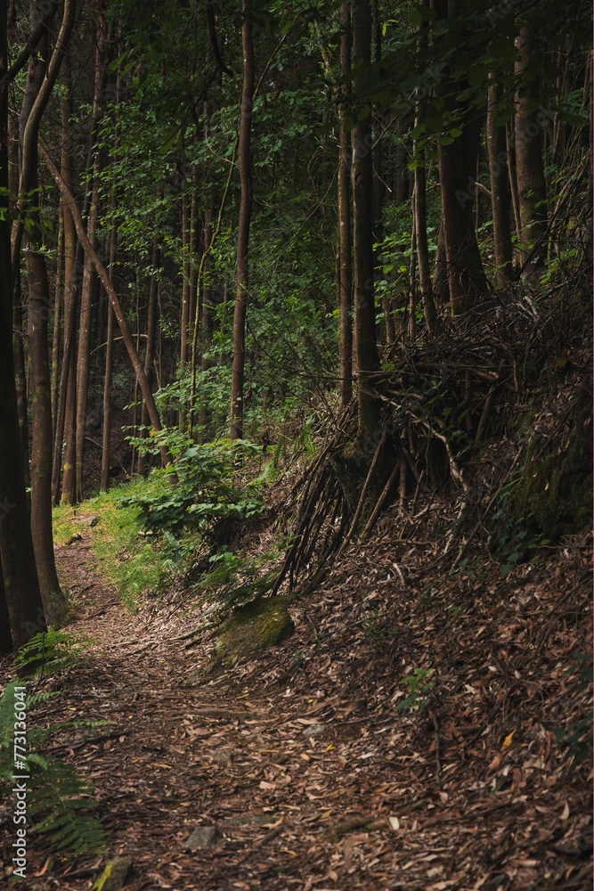 Obraz premium Vertical shot of a beautiful lush green forest area