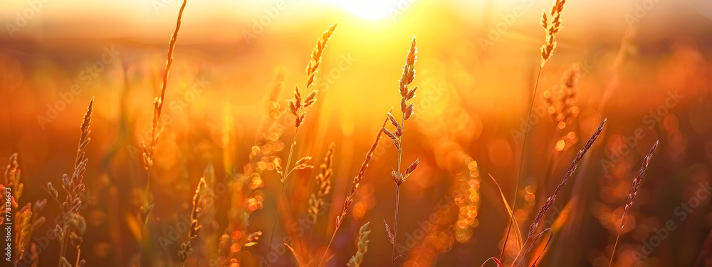Obraz premium A field of tall grass with the sun shining on it