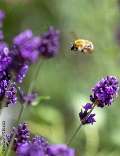 Closeup shot of a bee in the process of pollinating a purple lavender flower