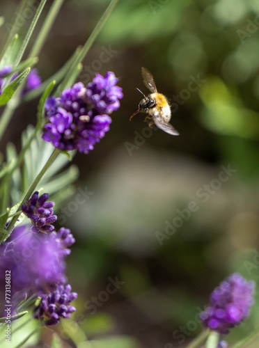 Closeup shot of a bee in the process of pollinating a purple lavender flower